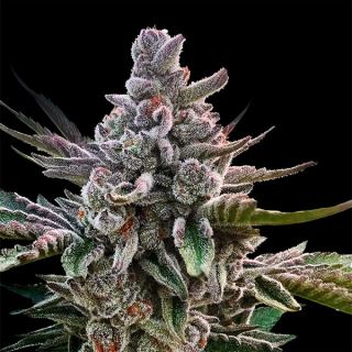 17608 - Acai Jelly  "by Sherbinskis"   10 ud Silent Seeds
