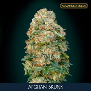 6845 - Afghan Skunk  25 u. fem. Advanced Seeds