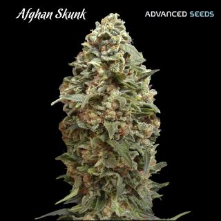 7457 - Afghan Skunk 100 u. fem. Advanced Seeds