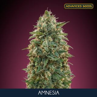 6518 - Amnesia  10 + 3 u. fem. Advanced Seeds