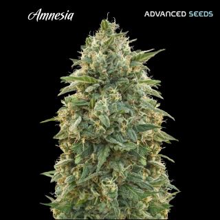 7458 - Amnesia  25 u. fem. Advanced Seeds