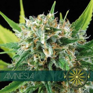 9208 - Amnesia 3+1 u. fem. Vision Seeds