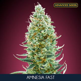 14456 - Amnesia Fast  25 u. fem. Advanced Seeds