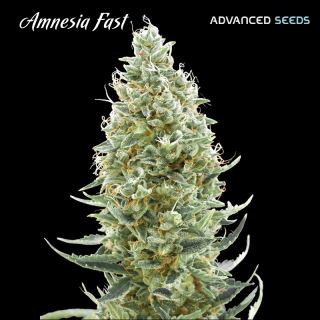 14457 - Amnesia Fast 100 u. fem. Advanced Seeds