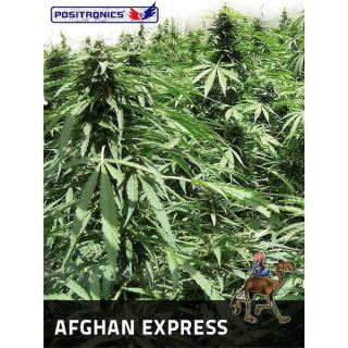 AEP5 - Auto Afghan Express  5 u. fem. Positronics