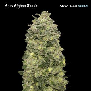 6251 - Auto Afghan Skunk   1 u. fem. Advanced Seeds