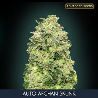17130 - Auto Afghan Skunk   5 + 2 u. fem. Advanced Seeds