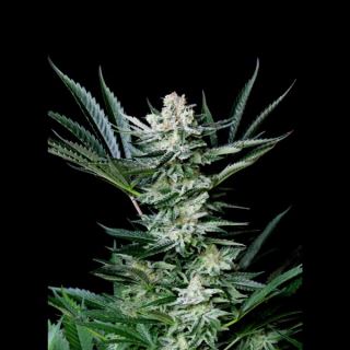 5503 - Auto Amazing 1u fem. Absolute Cannabis Seeds