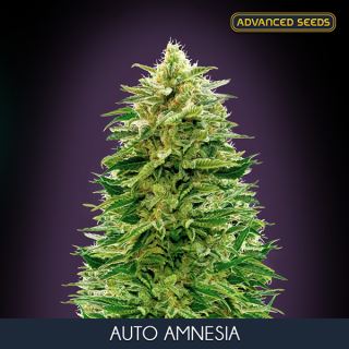 5547 - Auto Amnesia  3 + 1 u. fem. Advanced Seeds