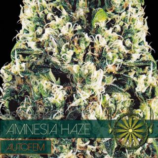 9241 - Auto Amnesia Haze 3+1 u. fem. Vision Seeds