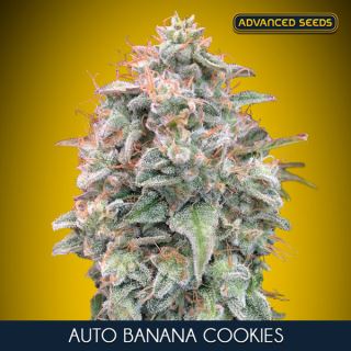 16936 - Auto Banana Cookies  10 + 3 u. fem. Advanced Seeds