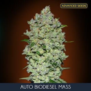 BDAS - Auto Biodiesel Mass  10 + 3 u. fem. Advanced Seeds