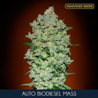 7461 - Auto Biodiesel Mass  25 u. fem. Advanced Seeds