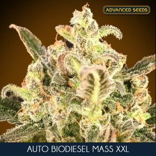 17133 - Auto Biodiesel Mass XXL   5 + 2 Advanced Seeds
