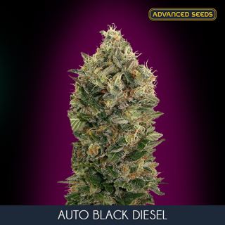 ASABD3 - Auto Black Diesel  3 + 1 u. fem. Advanced Seeds