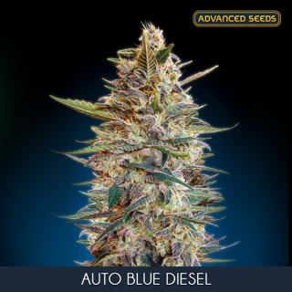 6255 - Auto Blue Diesel  1 u. fem. Advanced Seeds