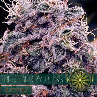9242 - Auto Blueberry Bliss 3 u. fem. Vision Seeds