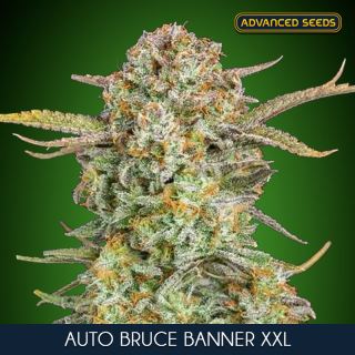16929 - Auto Bruce Banner XXL   1 u. fem. Advanced Seeds