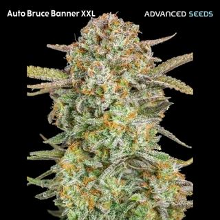 17135 - Auto Bruce Banner XXL   5 + 2 u. fem. Advanced Seeds