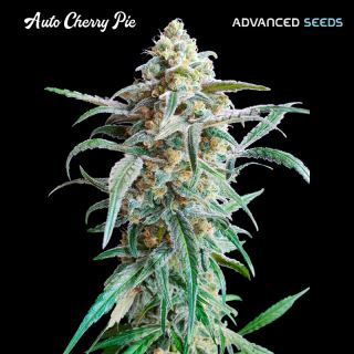 14489 - Auto Cherry Pie   1 u. fem. Advanced Seeds