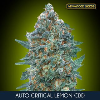 13179 - Auto Critical Lemon CBD   1 u. fem. Advanced Seeds