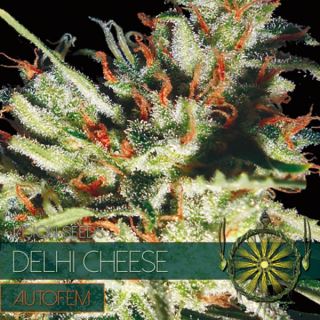 9243 - Auto Delhi Cheese 3 u. fem. Vision Seeds