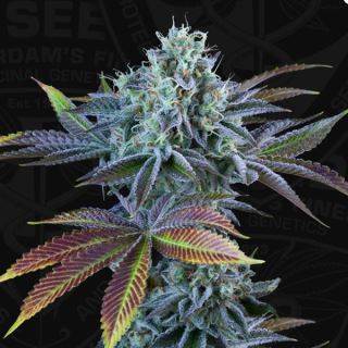 17307 - Auto French Cookies  2 u. fem. 710 Limited Pack T.H. Seeds