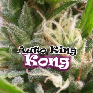 4533 - Auto King Kong 8 u. fem. Dr Underground