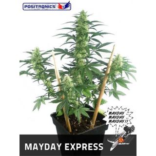 3908 - Auto Mayday Express  1 u. fem. Positronics Seeds