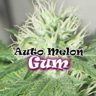 AMG2 - Auto Melon Gum 2 u. fem. Dr Underground