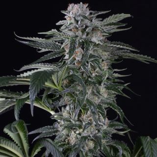 15661 - Auto Moby Dick  5 ud Silent Seeds
