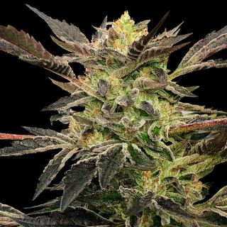 17616 - Auto Pink Sunset  "by Sherbinskis"  5 ud Silent Seeds
