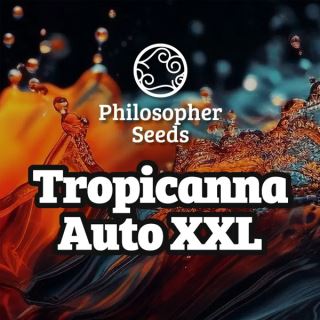 23638 - Auto Tropicanna XXL 3 u fem  Philosopher