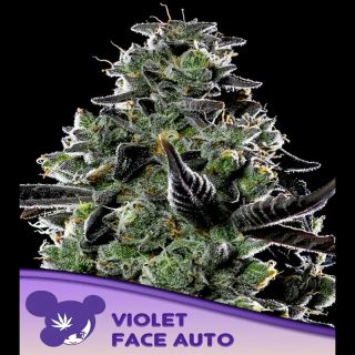 Auto Violet Face 10 u. fem Anesia