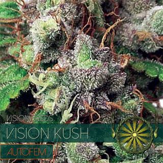 9254 - Auto Vision Kush 3 u. fem. Vision Seeds
