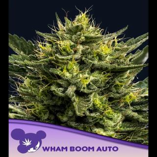 Auto WHAM BOOM 10 u. fem Anesia