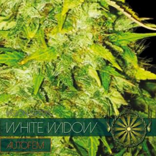 9255 - Auto White Widow 3+1 u. fem. Vision Seeds