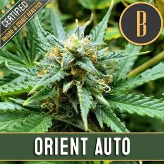 9177 - Automatic Orient 3 u. fem. Blimburn Seeds