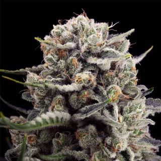16516 - B-45 By Booba  5 ud Silent Seeds
