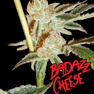 11285 - Badazz Cheese 10 u. fem. Big Buddha Seeds