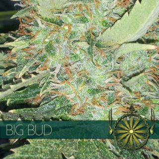 9210 - Big Bud 3+1 u. fem. Vision Seeds