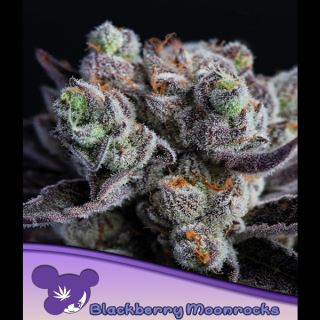 Blackberry Moonrocks®  3 u. fem Anesia