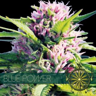 9211 - Blue Power 3+1 u. fem. Vision Seeds