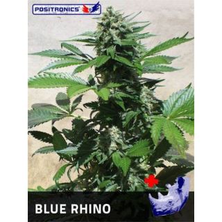 3512 - Blue Rhino  1 u. fem. Positronics Seeds