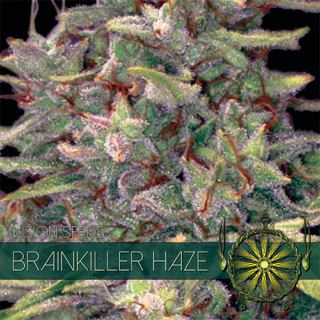 9212 - Brainkiller Haze 3 u. fem. Vision Seeds