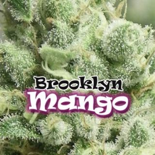 BM8 - Brooklyn Mango 8 u. fem. Dr Underground