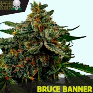 10152 - Bruce Banner   5 u. fem. Black Skull Seeds