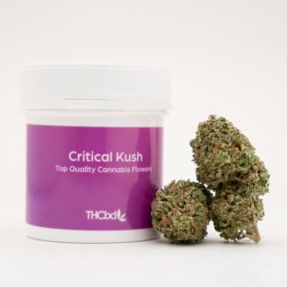 18833 - Cañamo Cbd  Critical Kush 3 gr. Thcbd
