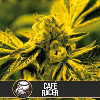 9158 - Cafe Racer 3 u. fem. Blimburn Seeds