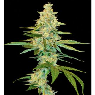 CLK6 - Cannalope Kush 6 u. fem. DNA Genetics